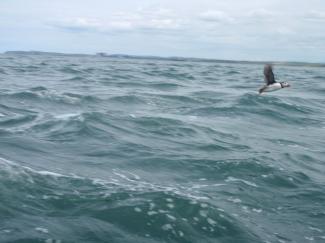North Wales Sea Kayaking Courses - Specialist Sea Kayaking Anglesey, North Wales image from Bespoke Sea Kayaking