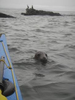 North Wales Sea Kayaking Courses - Specialist Sea Kayaking Anglesey, North Wales image from Foundation Intermediate Sea Kayaking Wales