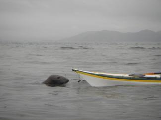 North Wales Sea Kayaking Courses - Specialist Sea Kayaking Anglesey, North Wales image from Foundation Intermediate Sea Kayaking Wales