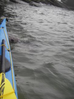 North Wales Sea Kayaking Courses - Specialist Sea Kayaking Anglesey, North Wales image from Foundation Intermediate Sea Kayaking Wales